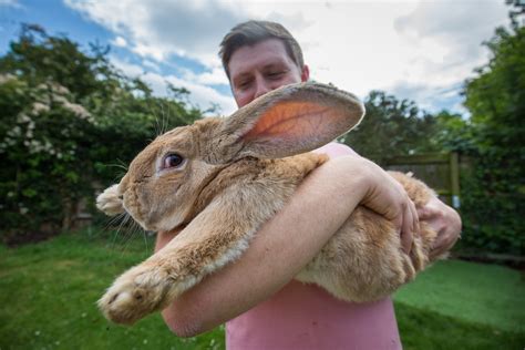 pictures of big rabbits.